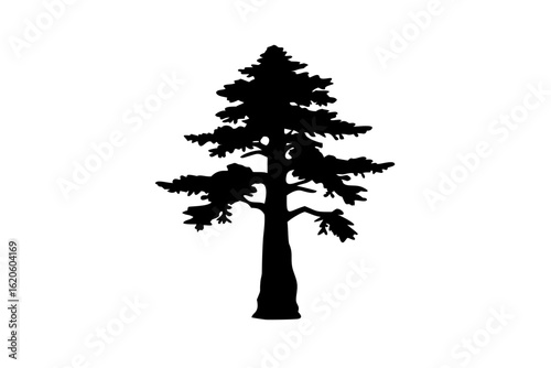 Ancient Sequoia Tree Silhouette on White Background