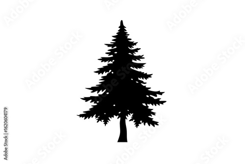 Ancient Spruce Tree Silhouette evergreen conifer