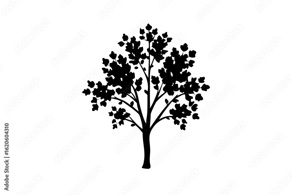 Fototapeta premium Blooming Aspen Tree Silhouette nature