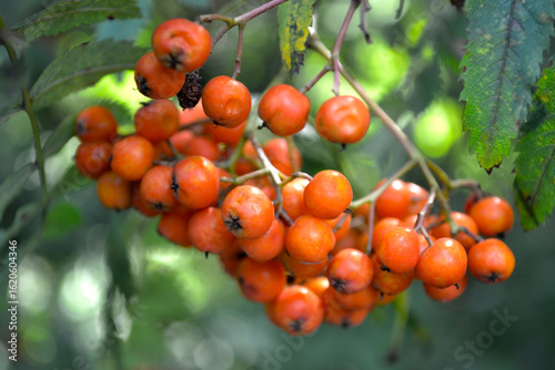 Bild auf Leinwand orange rowan berries ripen on the branches