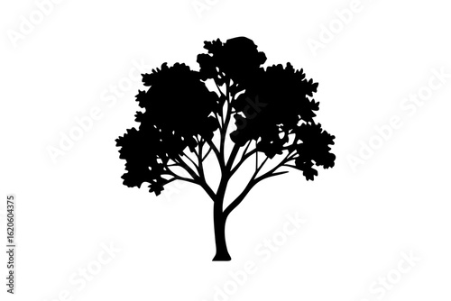 Blooming Cottonwood Tree Silhouette nature