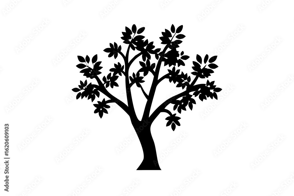 Fototapeta premium Blooming Tamarind Tree Silhouette nature
