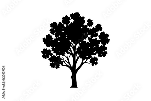 Blooming Sycamore Tree Silhouette blooming tree nature