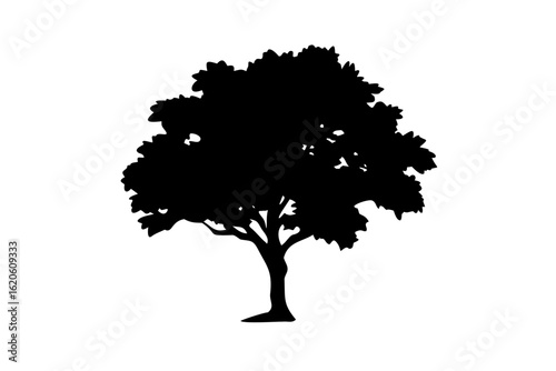 Blue Elm Tree Silhouette nature