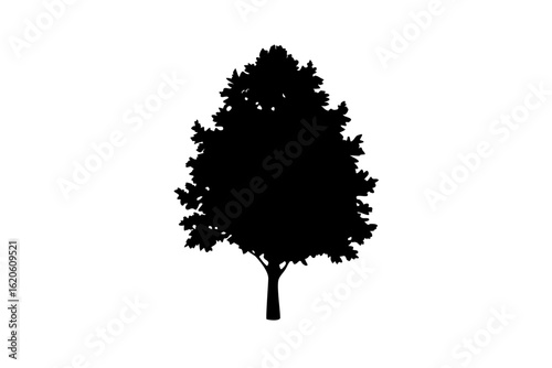 Blue Linden Tree Silhouette nature