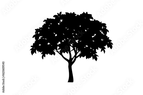 Blue Mango Tree Silhouette nature