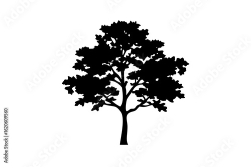 Blue Maple Tree Silhouette on White Background nature