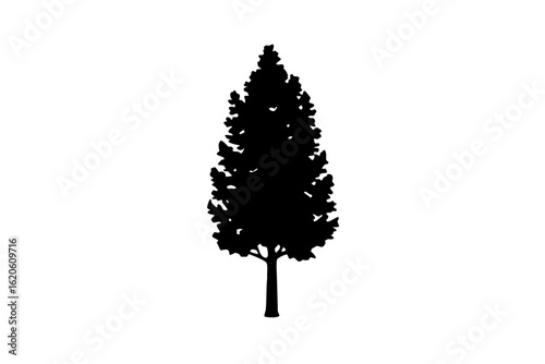 Blue poplar tree silhouette on white background nature