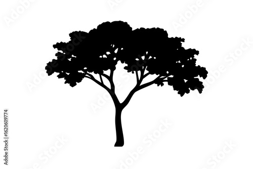 Blue Rowan Tree Silhouette on White Background nature