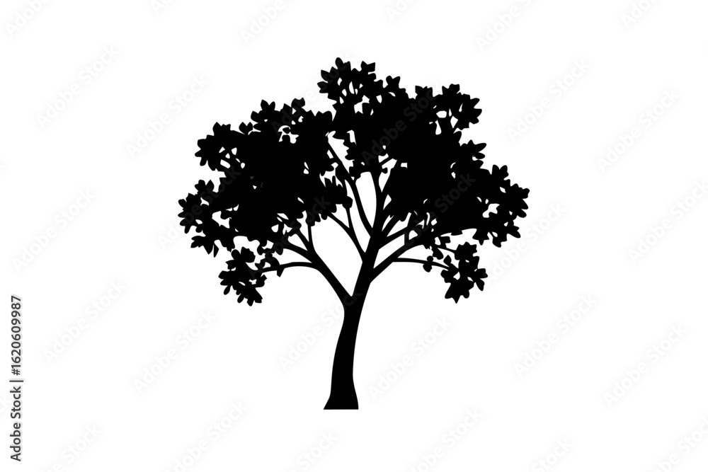 Fototapeta premium Silhouette of a blooming neem tree with scattered petals