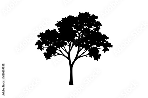 Silhouette of a blooming Koa tree on a white background