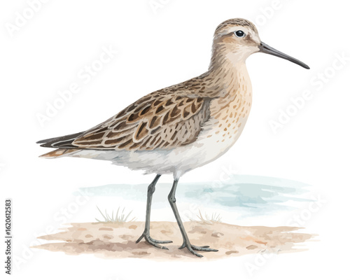 Foto watercolor sandpiper vector illustration isolated on white background