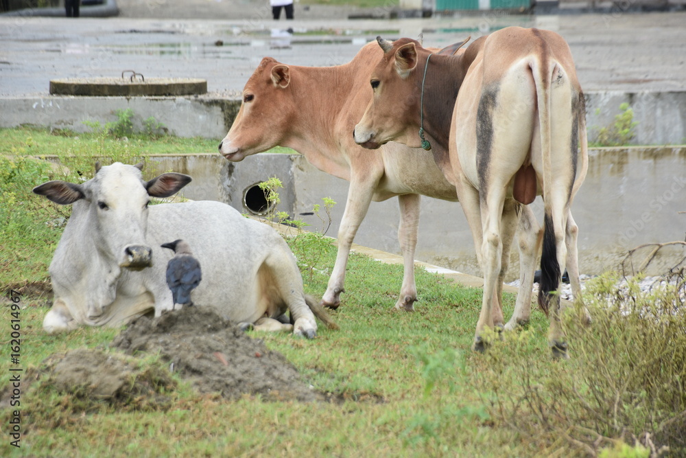 Obraz premium A House Crow (Corvus splendens) interacts with a white Zebu cow resting on the grass, a typical scene of animal coexistence in Bangladesh.