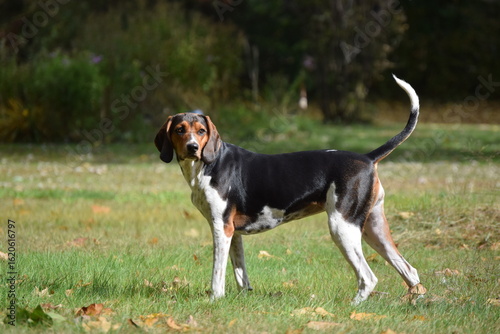 Treeing Walker Coonhound