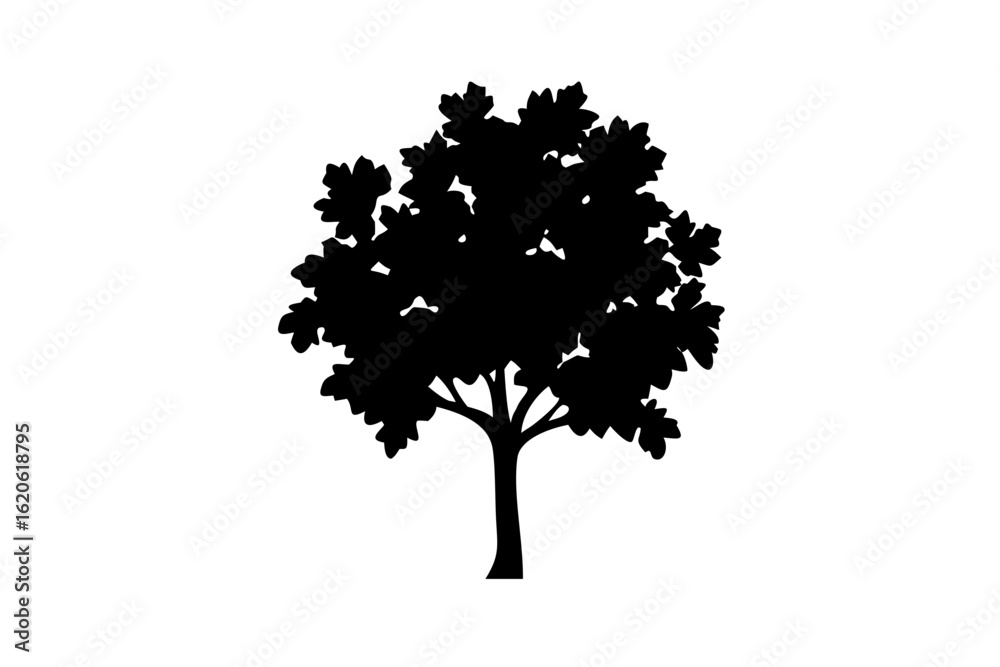 Fototapeta premium Silhouette of a blooming linden tree on a white background