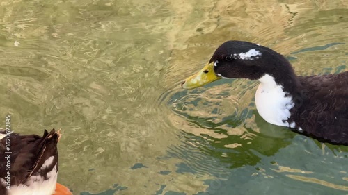 The cute ducks on the lake