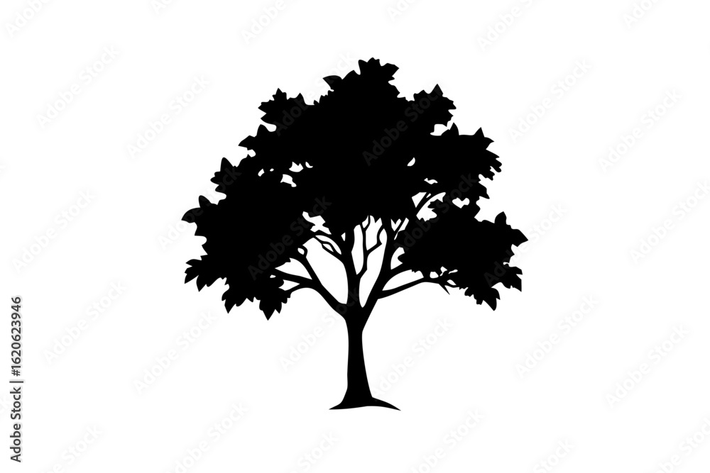 Fototapeta premium Catalpa Tree Silhouette on White Background nature