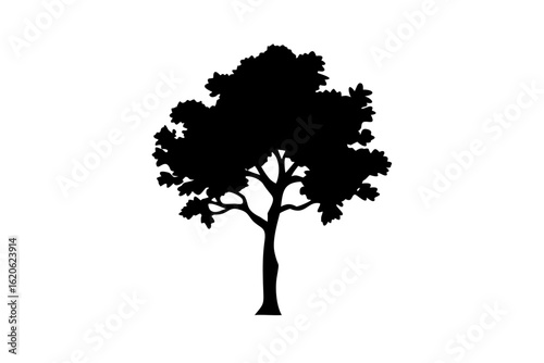 Blue Catalpa Tree Silhouette nature plant
