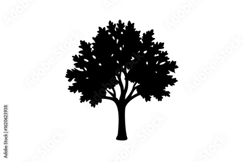 Blue sycamore tree silhouette nature