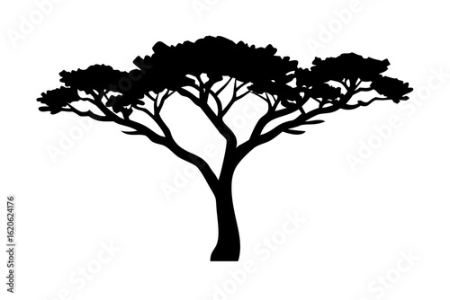 Desert Elm Tree Silhouette on White Background nature