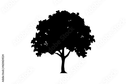 Desert Sapodilla Tree Silhouette desert tree plant