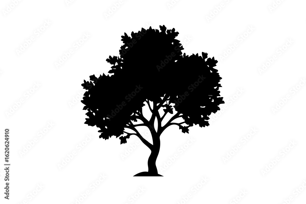 Fototapeta premium Dwarf buckeye tree silhouette on white background plant