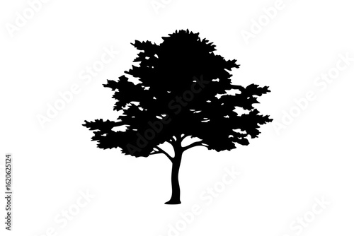 Dwarf Elm Tree Silhouette nature