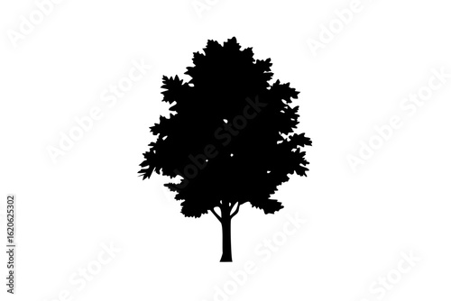 Dwarf Hickory Tree Silhouette deciduous tree woodland