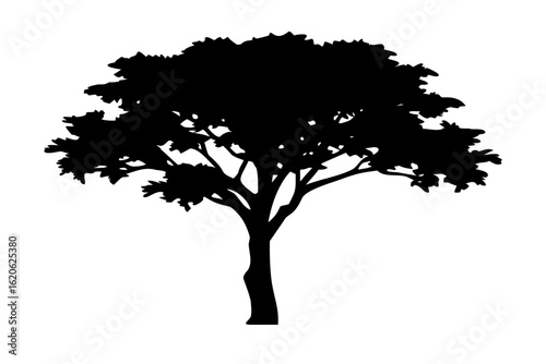 Dwarf Koa Tree Silhouette plant nature