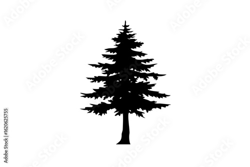 Dwarf Redwood Tree Silhouette nature plant