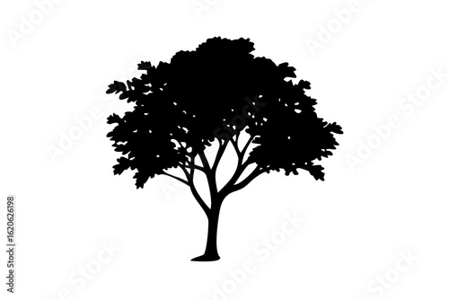 Silhouette of a mature elm tree on a white background