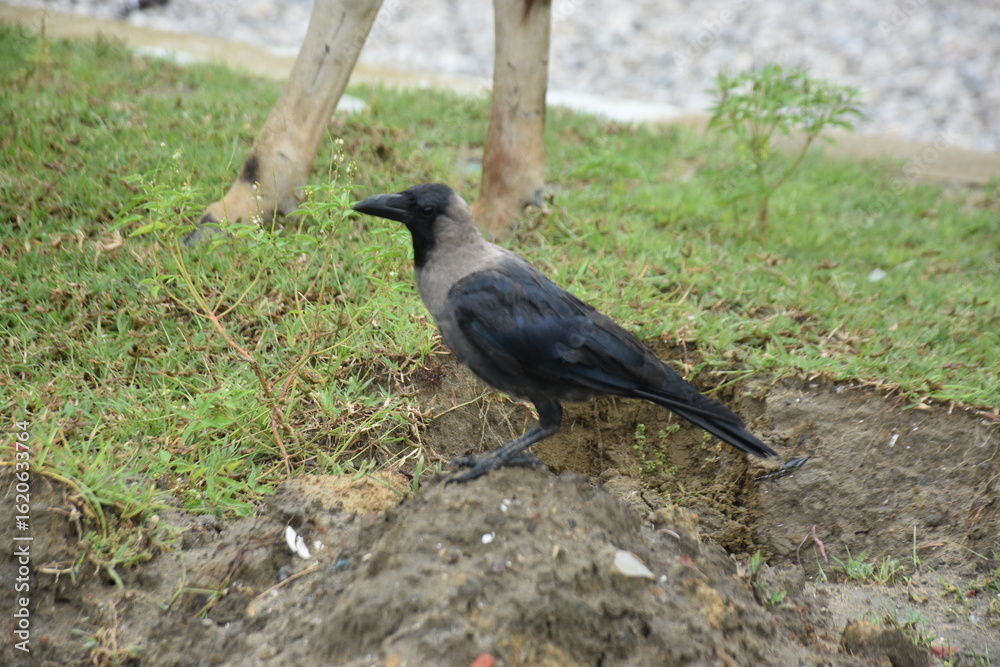 Fototapeta premium A crow stands on a muddy hillock next to a grazing cow.
