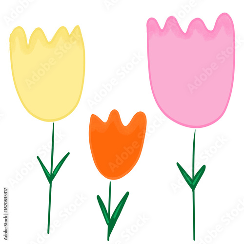 Tulip flowers 