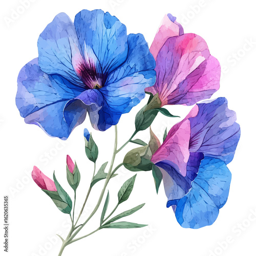 watercolor vector of Sweet Pea Flower, isolated on a white background.