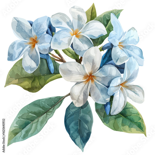 Stephanotis Flower, watercolor drawing vector, isolated on a white background.