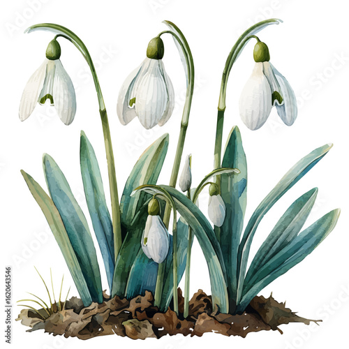 Snowdrop Flower, watercolor illustration vector, isolated on a white background.