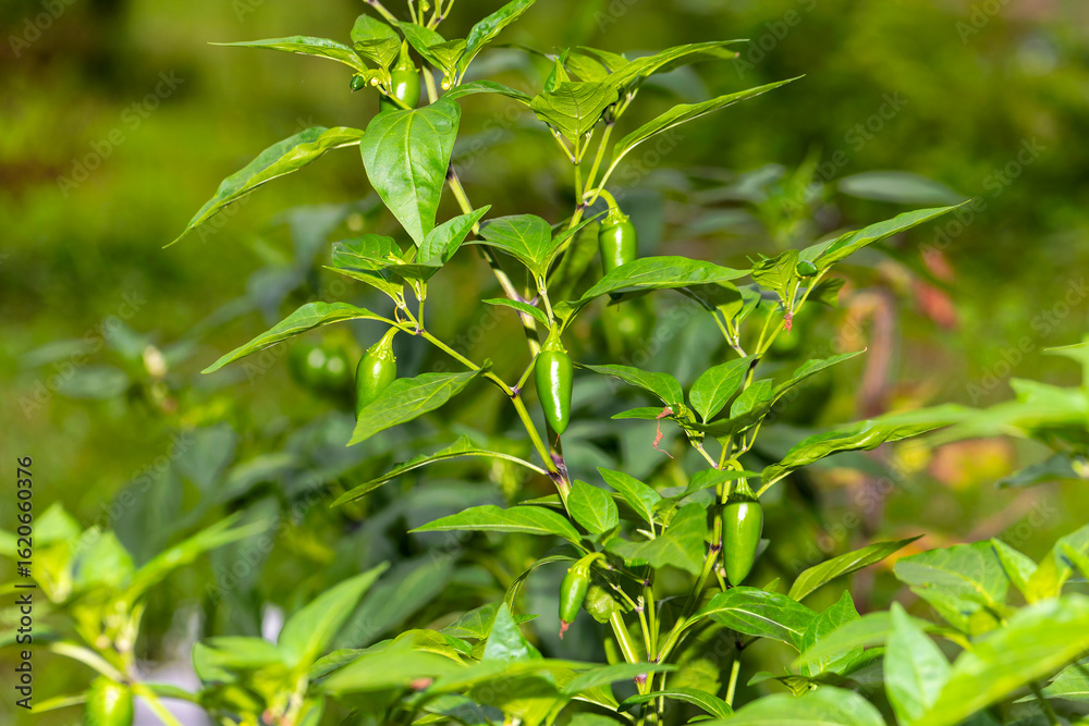 Fototapeta premium The jalapeño medium-sized chili pepper in the garden