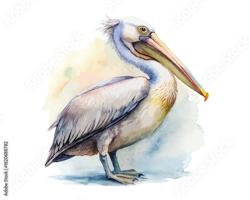 watercolor Pelican vector illustration isolated on white background