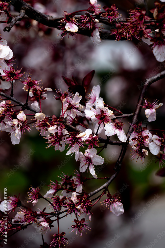 Fototapeta premium Flowing branch of the tree.