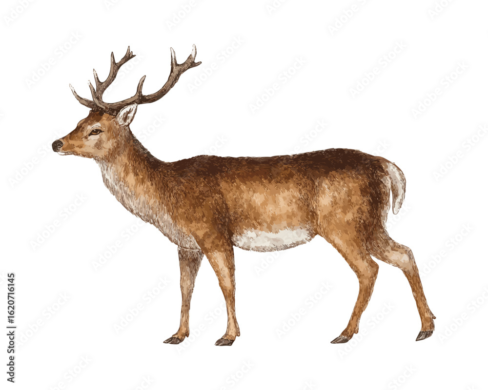 Fototapeta premium deer isolated on white