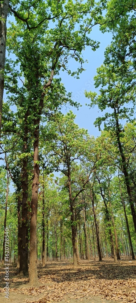 Obraz premium view of forest