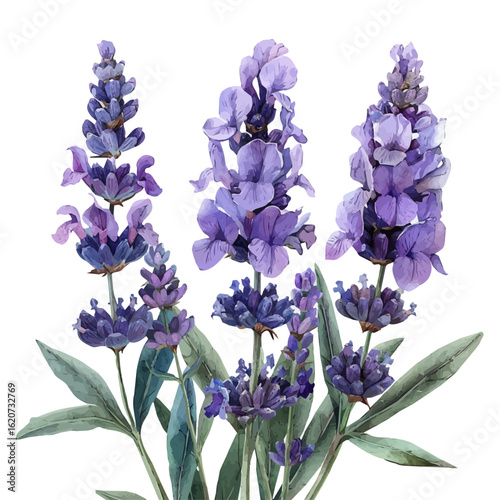 watercolor vector of Lavender Flower, isolated on a white background.