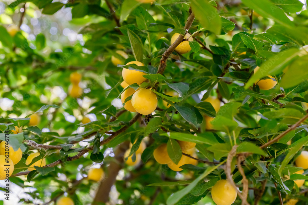 Lemon tree with ripe fruit under bright sunlight in a lush garden setting Lemon tree with ripe fruit under bright sunlight in a lush garden setting