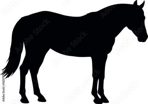 Black horse silhouette elegant equine profile