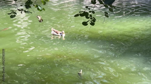 The cute ducks on the lake
