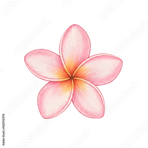 Watercolor Pink Frangipani Flower Illustration Tropical Plumeria Blossom with Five Petals Isolated
