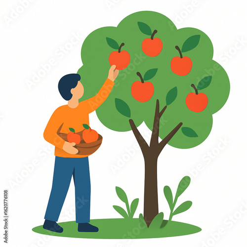 Person picking fresh apples from a tree.