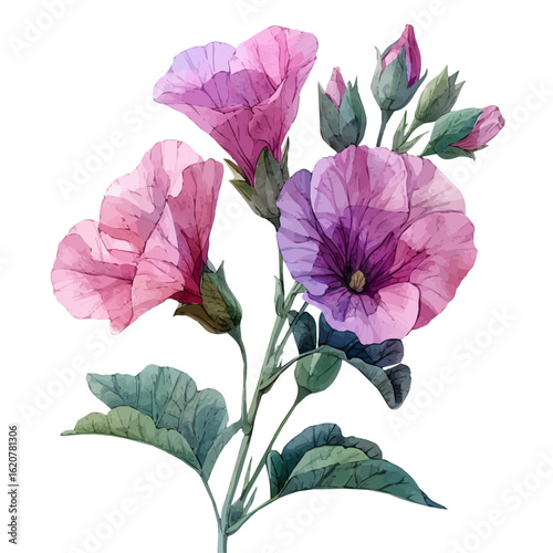 Garden Pea Flower, watercolor clipart vector, isolated on a white background.