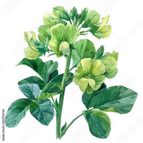 watercolor of Garden Pea Flower, vector, isolated on a white background.