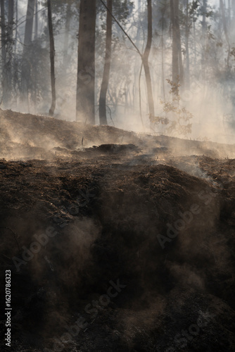 Eucalyptus and oak trees burn in a wildfire in a forest in Galicia, Spain.